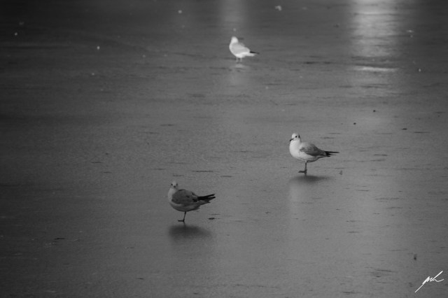 black and white, nature, cold, winter, birds, frozen
