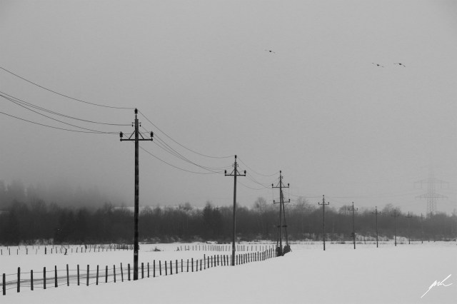 black and white, nature, cold, winter, snow, birds black and white, nature, cold, winter, snow, birds