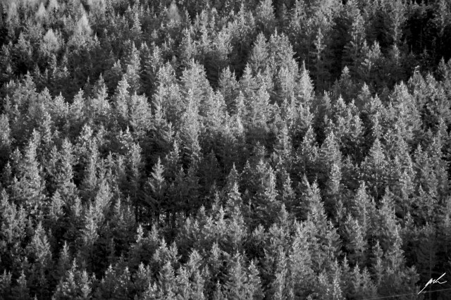 black and white, nature, cold, winter, snow, trees black and white, nature, cold, winter, snow, trees
