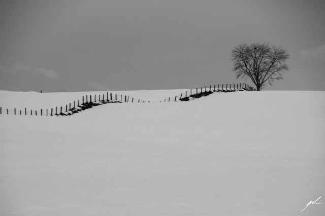 black and white, nature, cold, winter, snow, trees black and white, nature, cold, winter, snow, trees