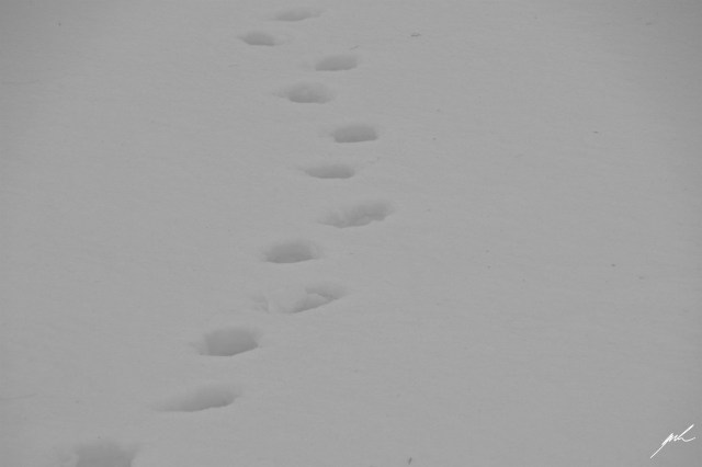 black and white, nature, cold, winter, snow black and white, nature, cold, winter, snow