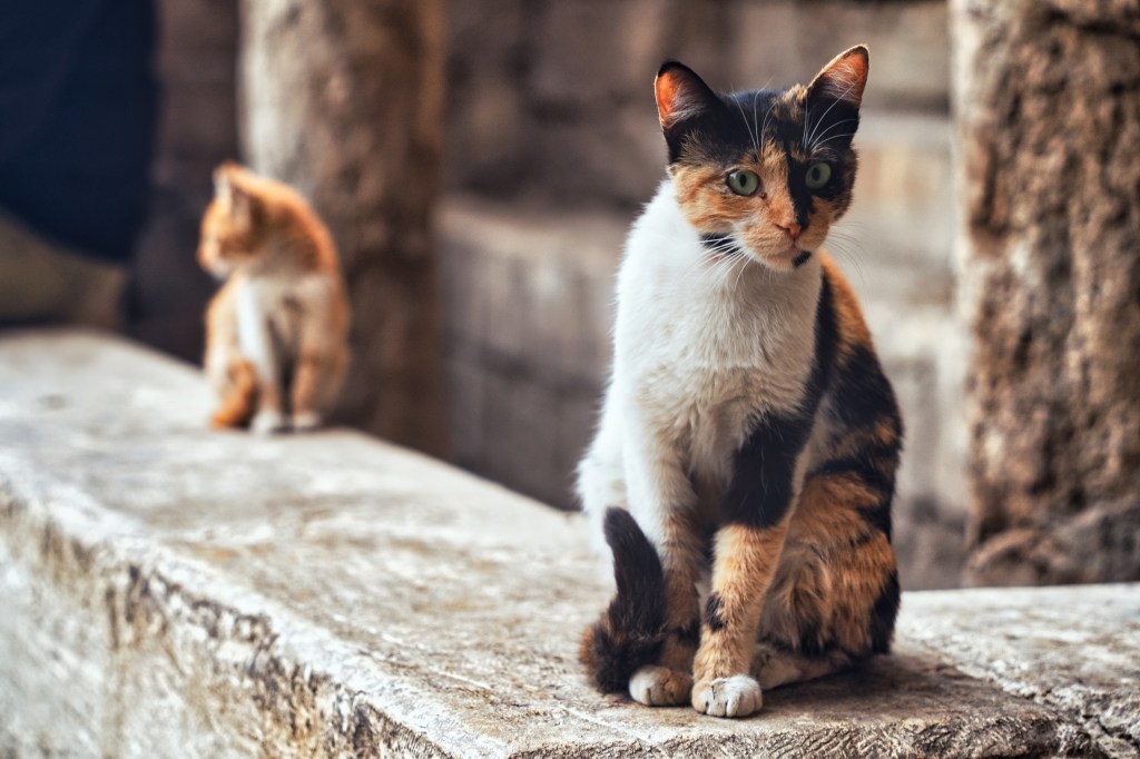 Two cats resting on a stone wall.